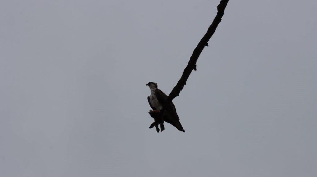 A bird sitting on a branch

Description automatically generated