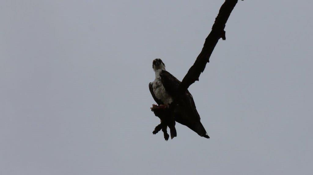 A bird on a branch

Description automatically generated