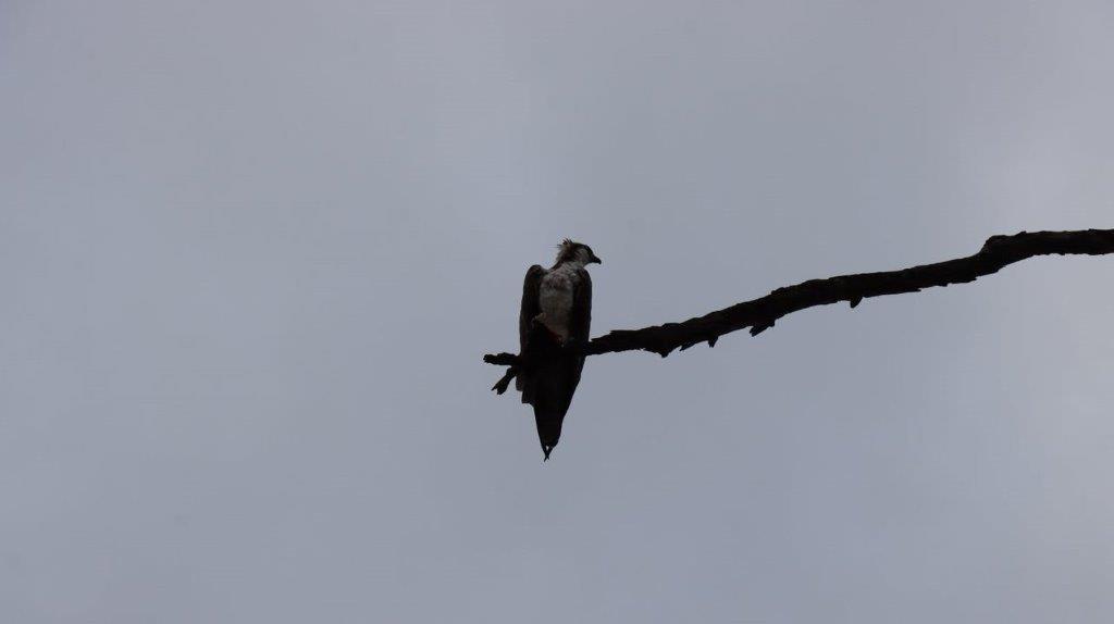 A bird sitting on a branch

Description automatically generated