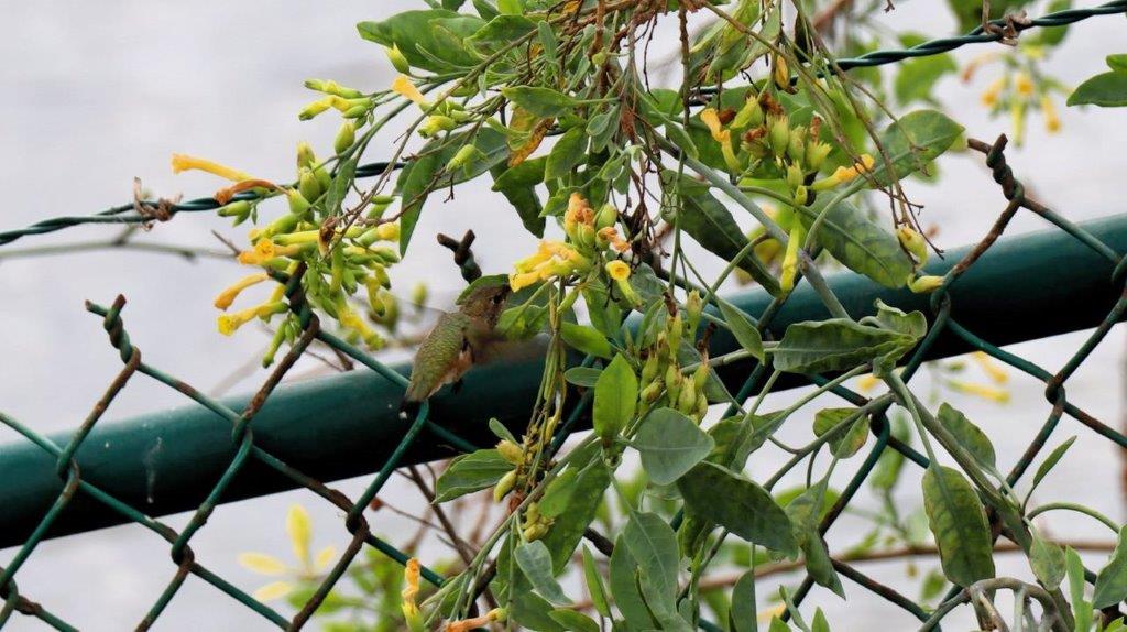 A green fence with yellow flowers and a bird on it

Description automatically generated