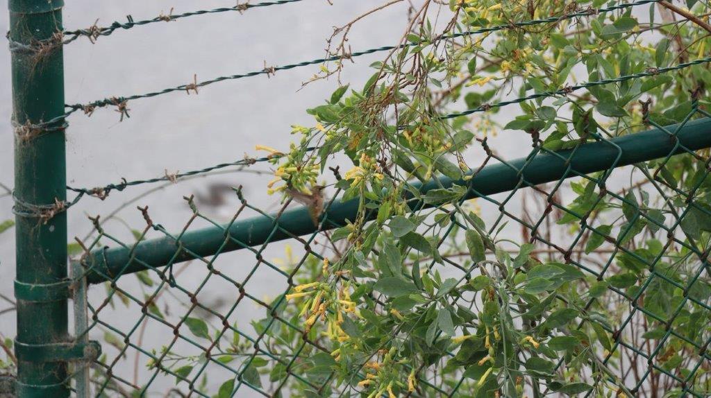 A green fence with leaves

Description automatically generated