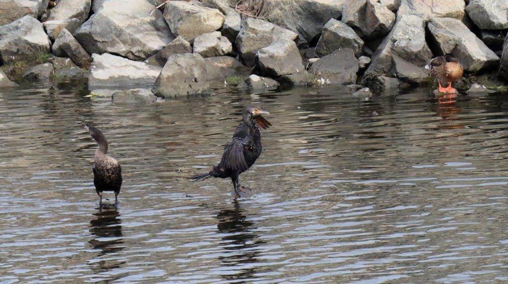 A group of birds standing in water

Description automatically generated