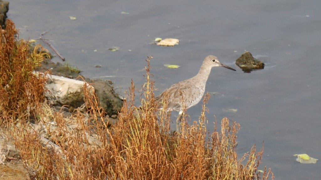 A bird standing in the water

Description automatically generated