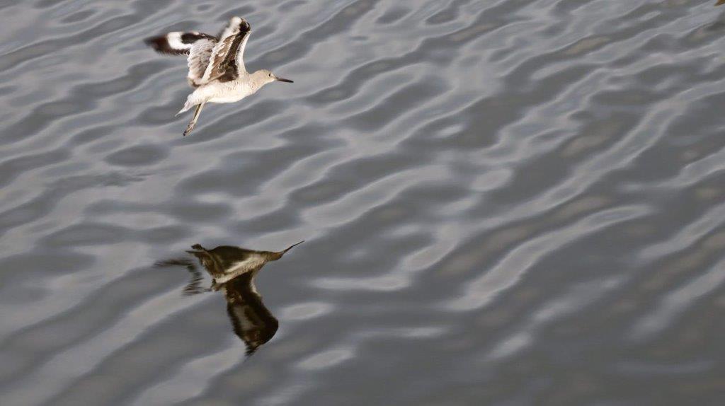 A bird flying over water

Description automatically generated