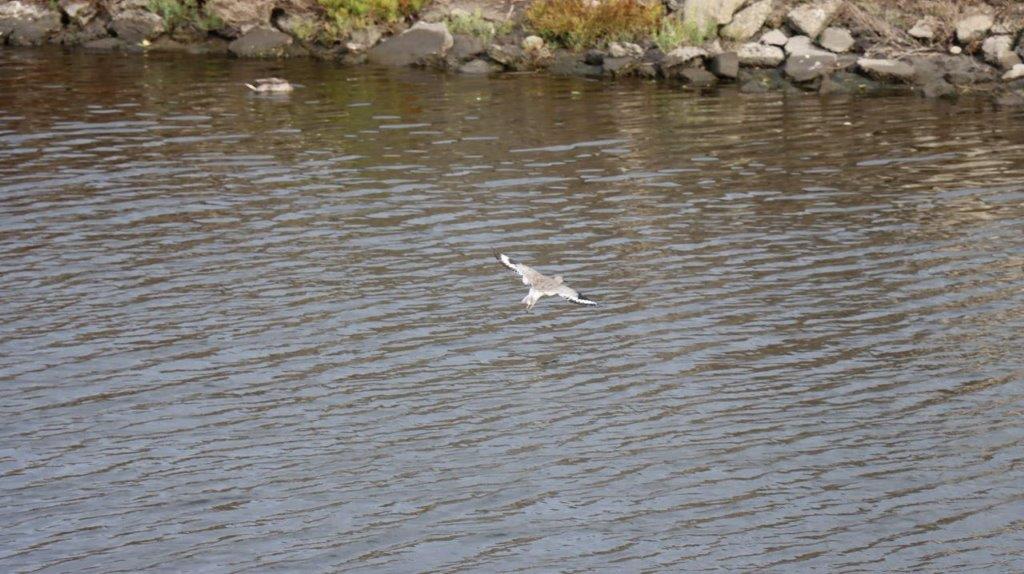 A bird flying over water

Description automatically generated