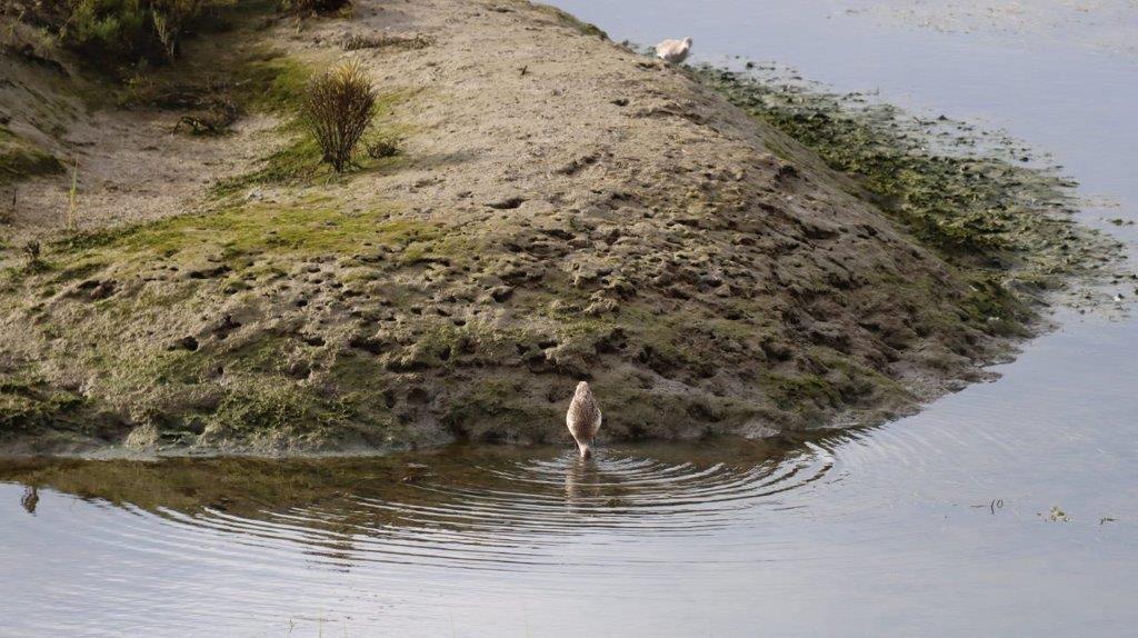 A bird standing in the water

Description automatically generated