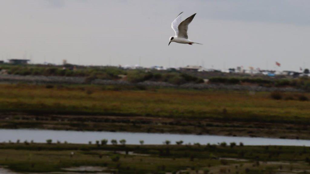 A bird flying over a field

Description automatically generated