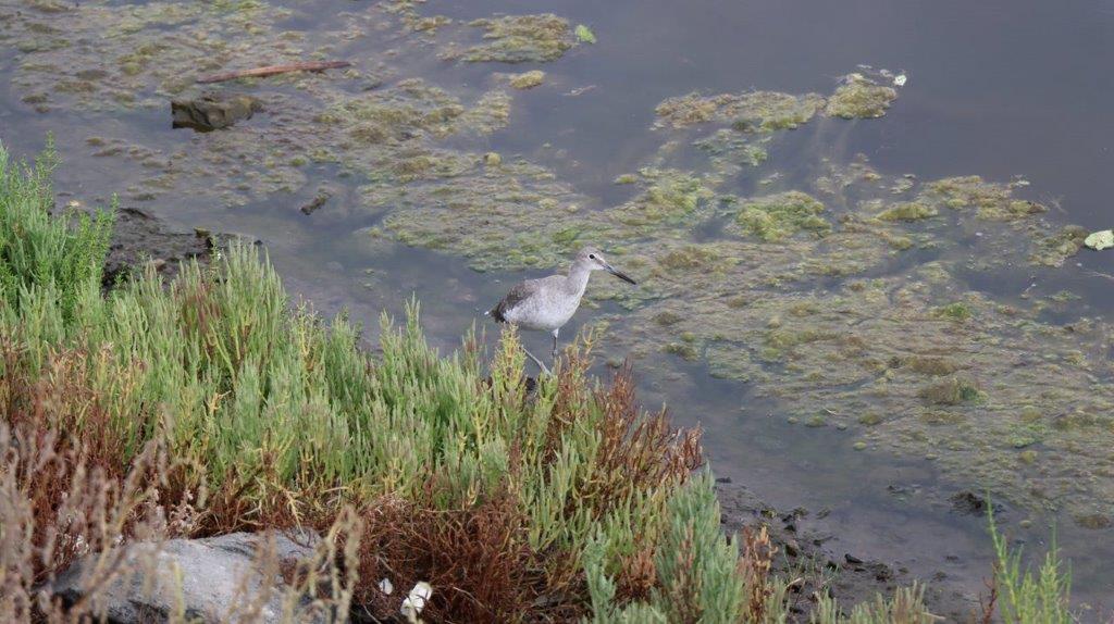 A bird standing in water

Description automatically generated