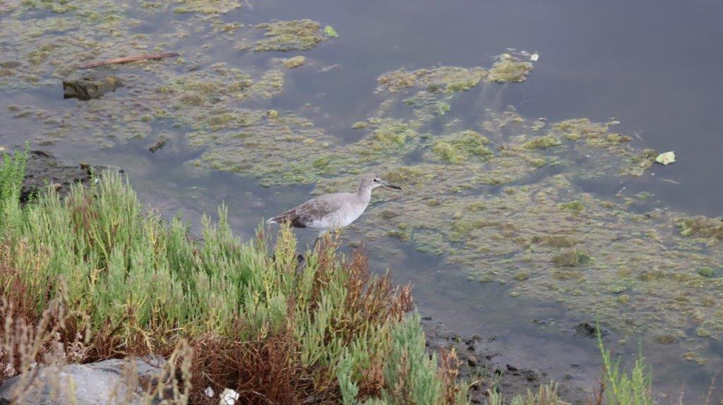 A bird standing in the water

Description automatically generated