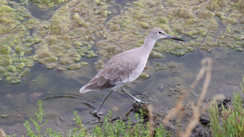 A bird walking in water

Description automatically generated