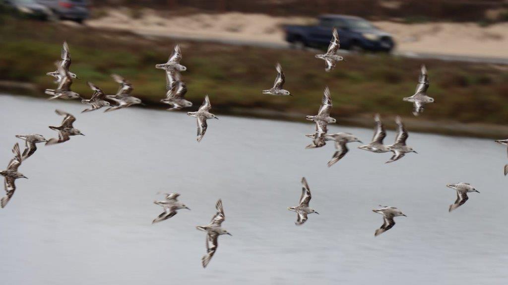 A flock of birds flying over water

Description automatically generated