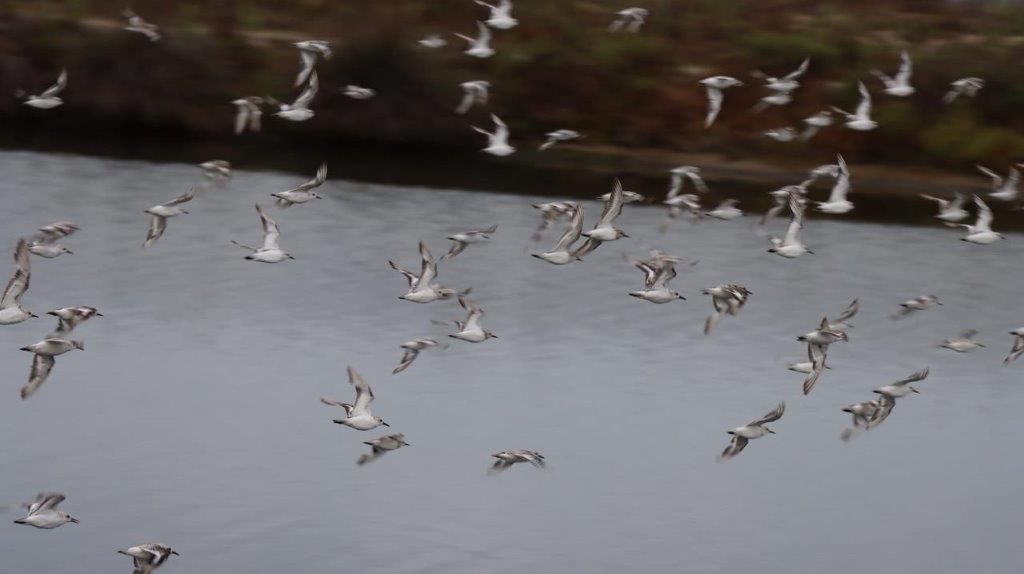 A flock of birds flying over water

Description automatically generated