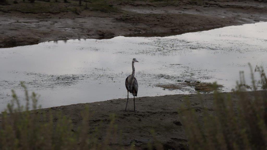 A bird standing on the shore of a pond

Description automatically generated