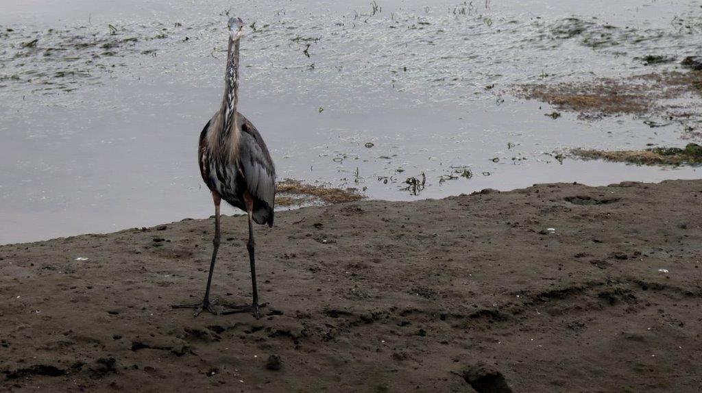 A bird standing on the sand

Description automatically generated