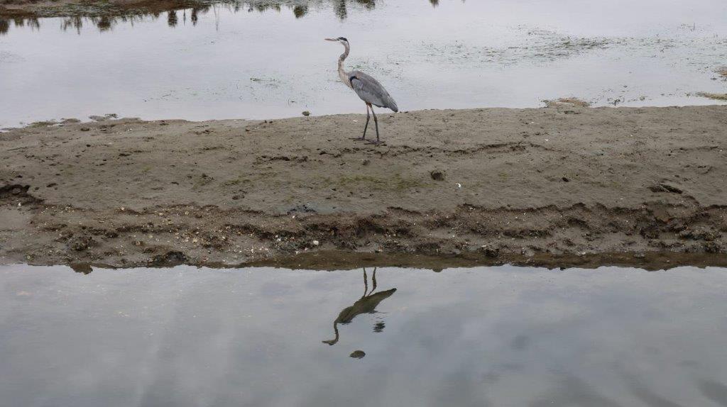 A bird standing on a beach

Description automatically generated