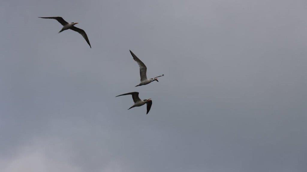 A group of birds flying in the sky

Description automatically generated