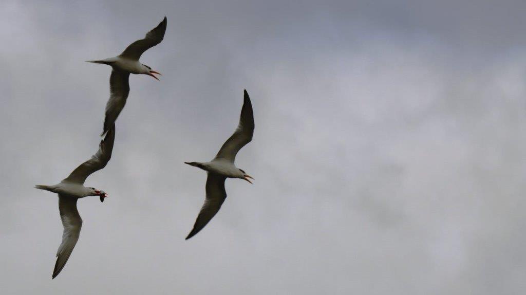 A pair of birds flying in the sky

Description automatically generated