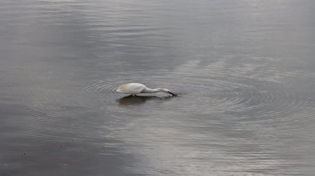 A bird swimming in water

Description automatically generated