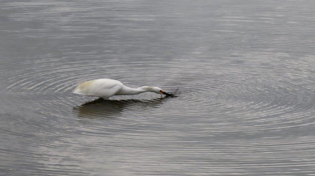 A white bird in the water

Description automatically generated