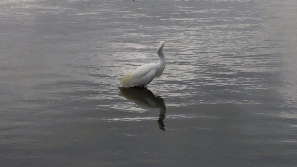 A white bird standing in water

Description automatically generated