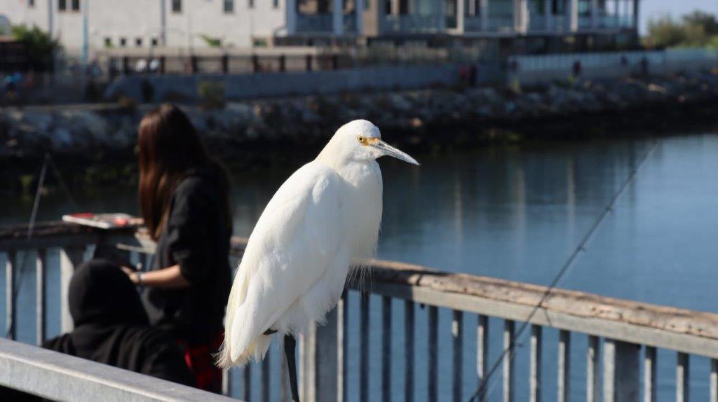 A bird standing on a railing

Description automatically generated