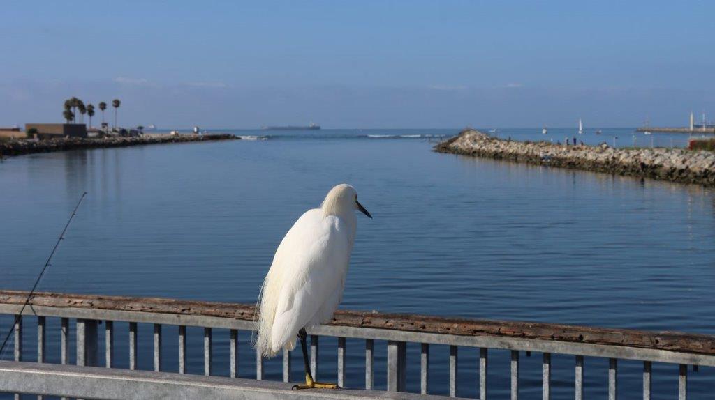 A bird standing on a railing near water

Description automatically generated