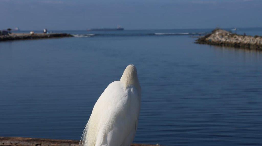 A white bird standing on a rock

Description automatically generated