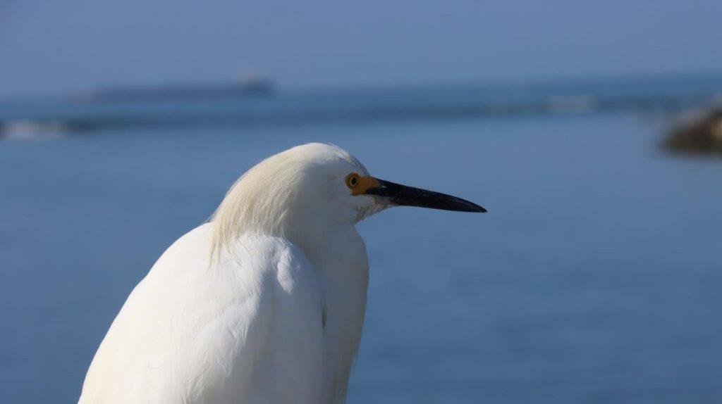 A white bird with a black beak

Description automatically generated