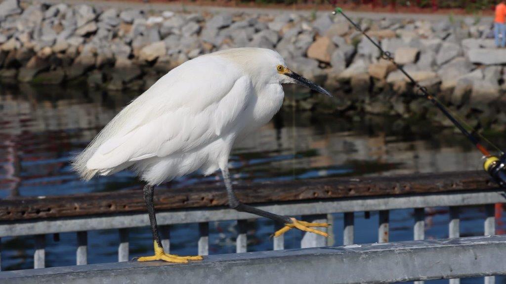 A white bird walking on a railing

Description automatically generated