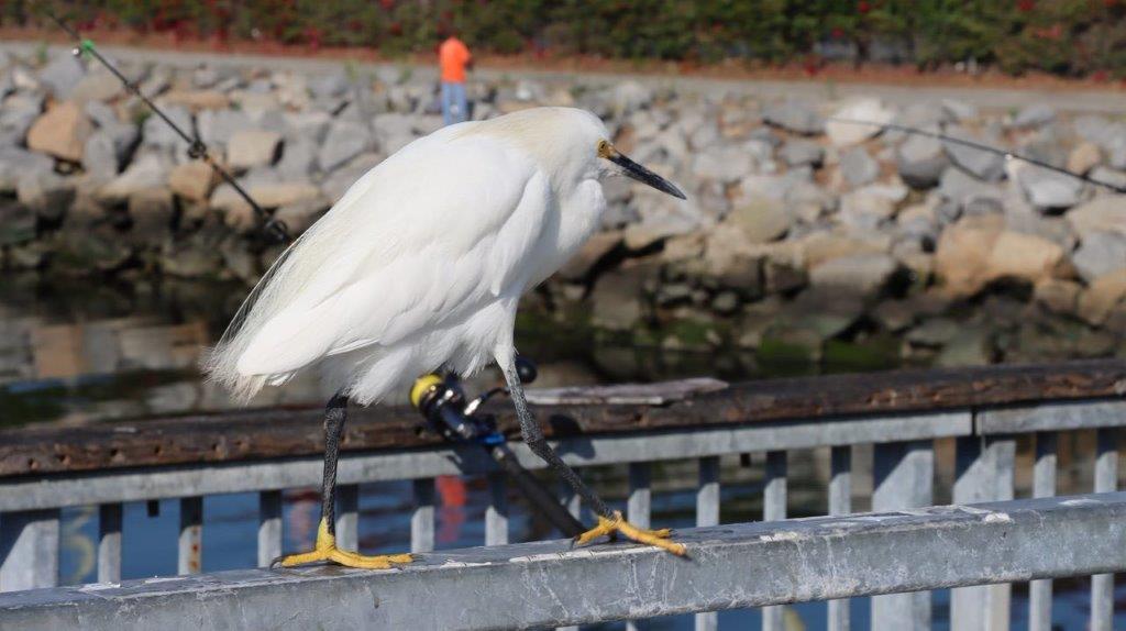 A white bird standing on a railing

Description automatically generated