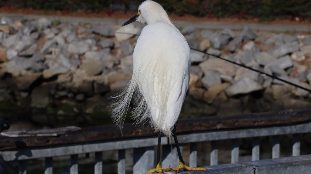 A bird standing on a railing

Description automatically generated