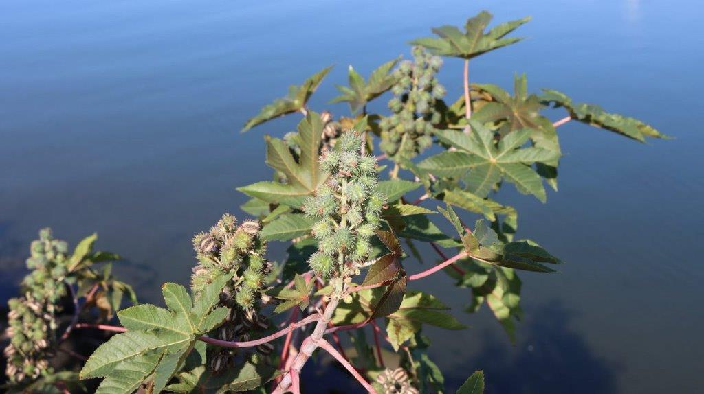 A plant with green leaves and a blue background

Description automatically generated