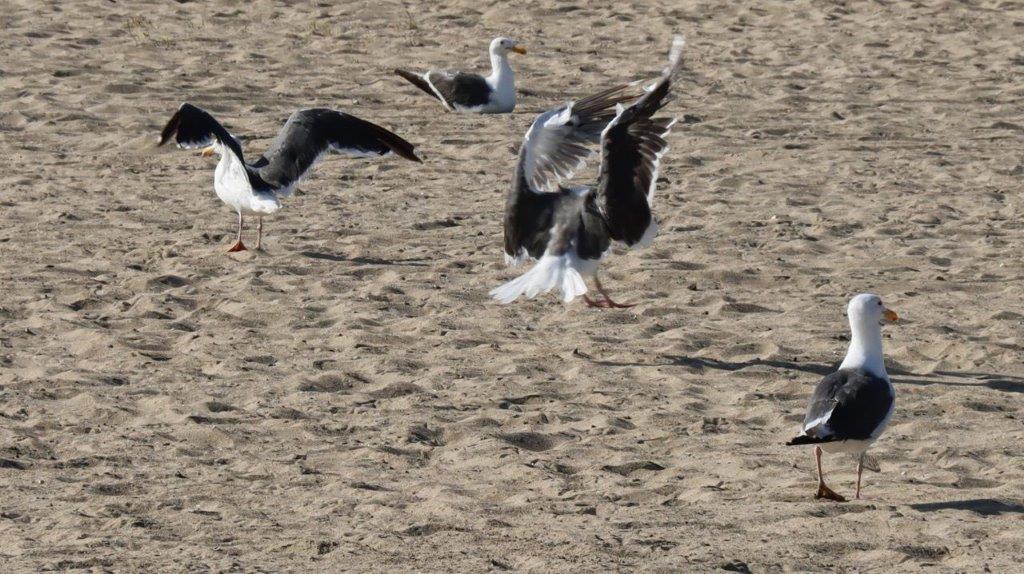 A group of birds flying on sand

Description automatically generated