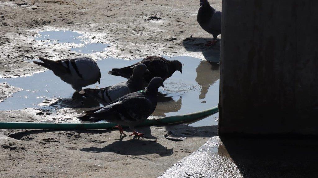 A group of pigeons in a puddle

Description automatically generated