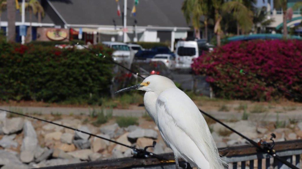 A white bird standing on a fence

Description automatically generated