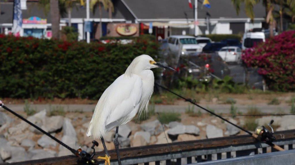 A white bird sitting on a railing

Description automatically generated