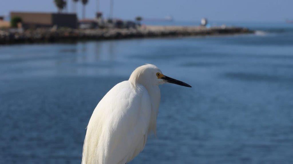 A white bird standing on a rock near water

Description automatically generated