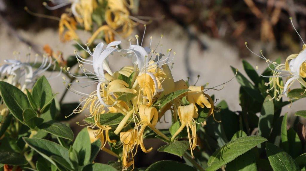 A close-up of a yellow flower

Description automatically generated