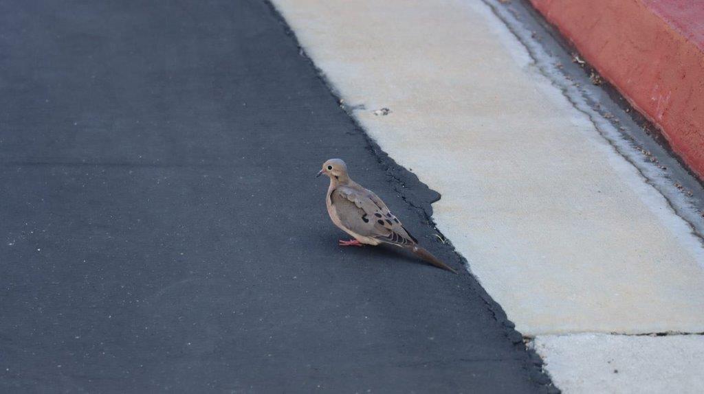 A bird standing on the sidewalk

Description automatically generated