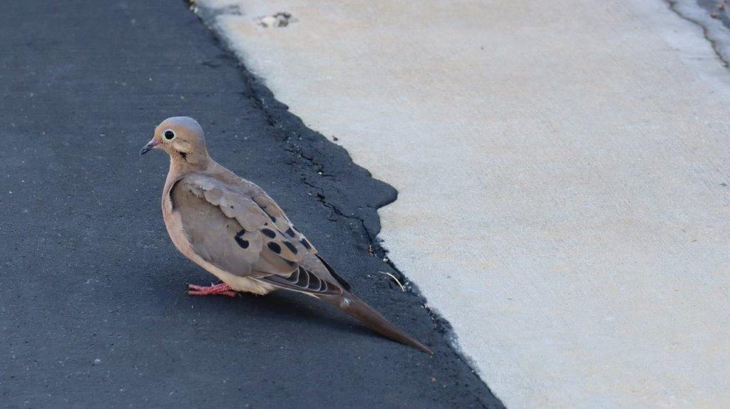 A bird standing on the pavement

Description automatically generated