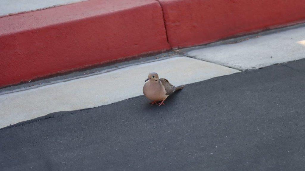 A bird standing on the sidewalk

Description automatically generated