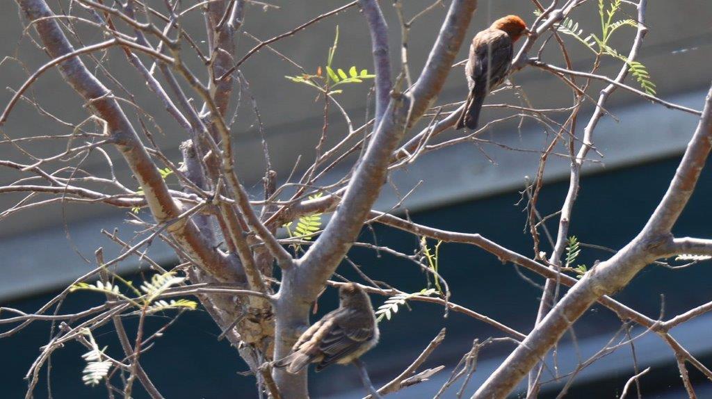 Birds on a tree branch

Description automatically generated