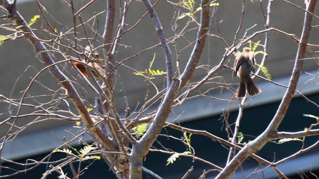 A bird sitting on a tree branch

Description automatically generated