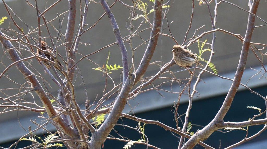 A bird sitting on a tree branch

Description automatically generated