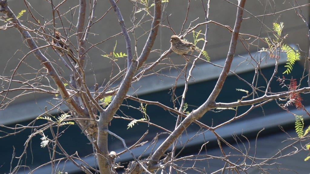 A bird perched on a tree branch

Description automatically generated