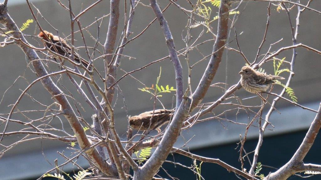 Birds sitting on a tree branch

Description automatically generated