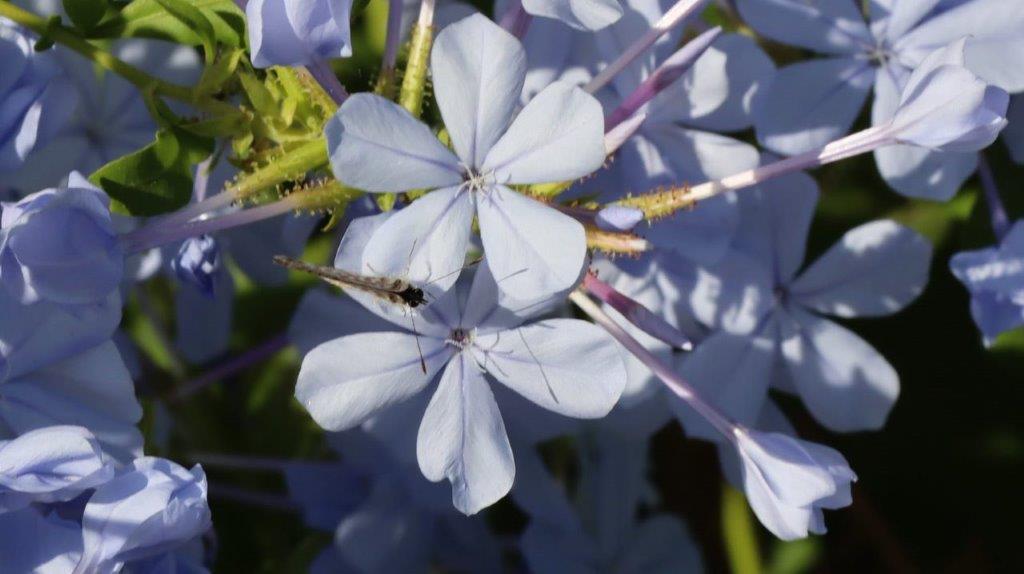 A close-up of a flower

Description automatically generated