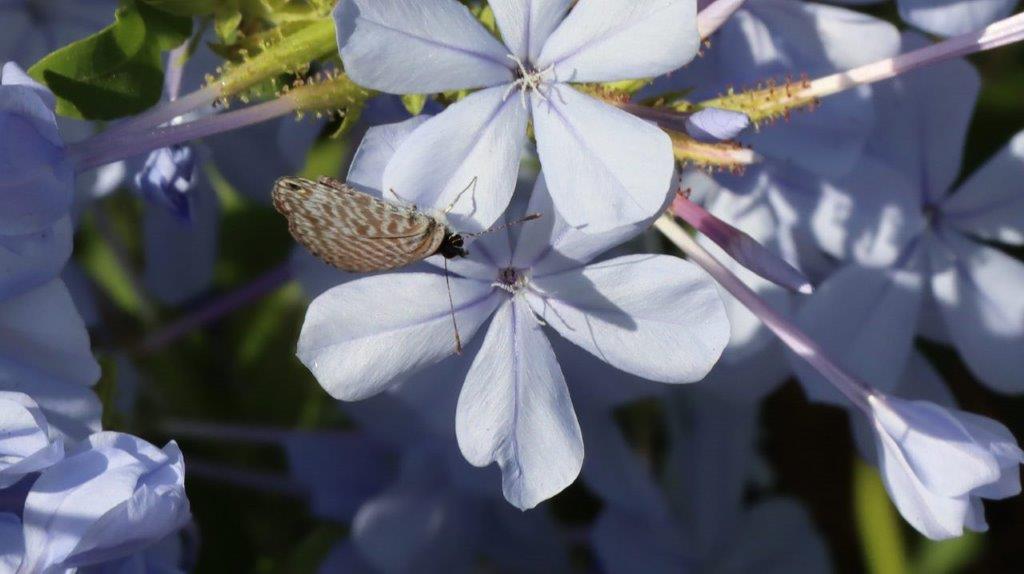 A butterfly on a flower

Description automatically generated