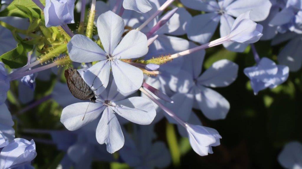 A close-up of a butterfly on a flower

Description automatically generated