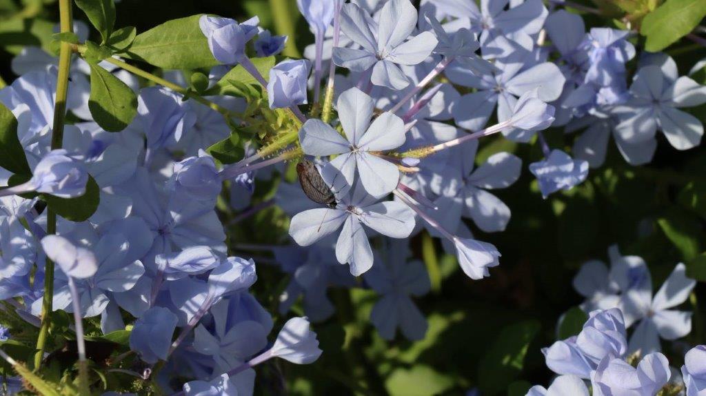 A close-up of a flower

Description automatically generated